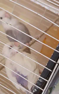 ی جفت کوتوله بالغ و سالم