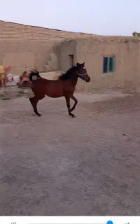 نریان عرب