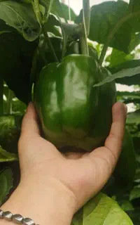 کارشناسی و مشاوره تخصصی باغ و زمین وگلخانه