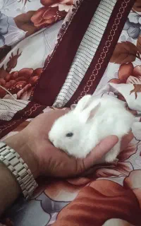 خ رگوش لپ چشم رنگی