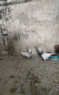 طوقی