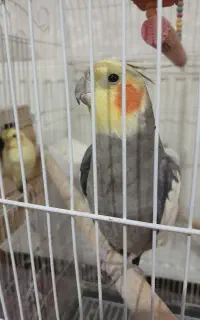 یک جفت عروس هلندی سخنگو باهوش