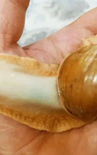 دوتا حلزون دارم معاوظه میکنم باطوطی ملنگو