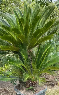 فروش درختچه سیکاس