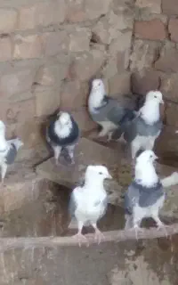 شازده سبزوپشت سبز