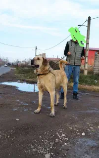 توله سگ سرابی با مادر