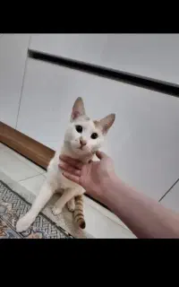 واگذاری گربه