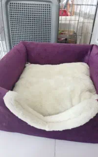 وسایل سگ یا گربه