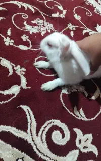 خرگوش معاوضه با کفتر