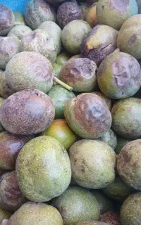 گردو تازه و پوست کاغذی