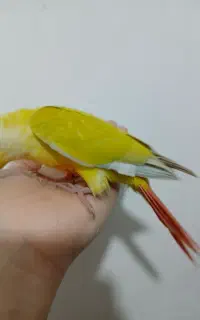 طوطی سانچیک جنسیت نر