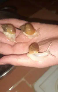 نی نی حلزون ۲ماهه آلبینو