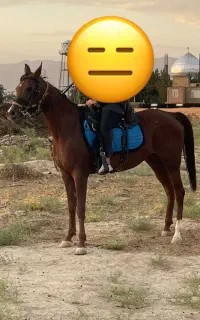 کره مادیان عرب کورسی