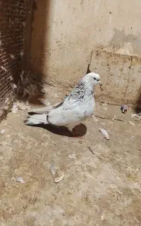 ۴تاکبوترپرشی نر .کبوتر کبوتر بازی بشرط.