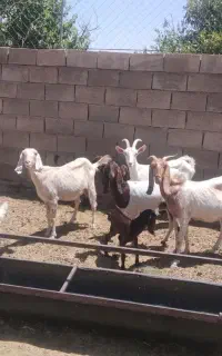 بز پاکستانی