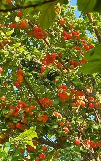 گوجه سبز