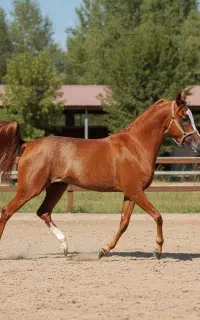 مادیان عرب وارداتی