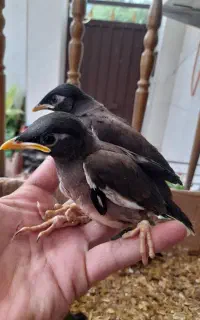 جوجه سرلاکی  مرغ مینا  دستی و رام