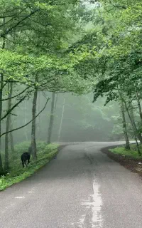 فروش سیمکارت همراه اول و ایرانسل
