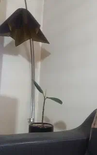 لوازم خانگی آباژور