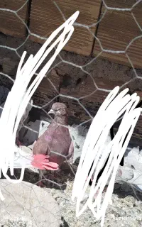 کفتر باخت رفته