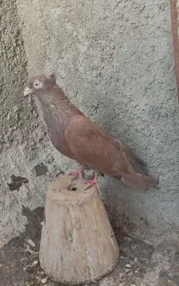 کبوتر شهرضا