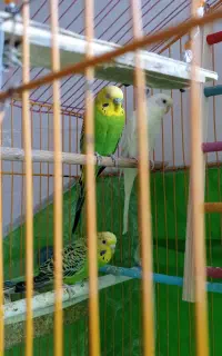 تبریز