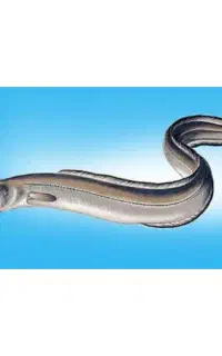 فروش مارماهی طعمه ماهیگیری