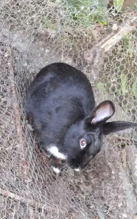 سه عدد خرگوش سالم سلامت