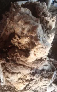پشم گوسفندی