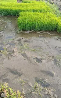 بذرندا
