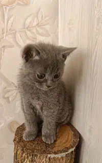 گربه اسکاتیش بلو نر