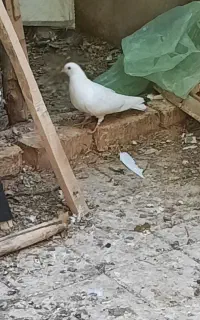 یک جفت کبوتر