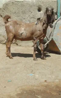 بز پاکستانی قول پیکر