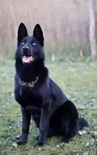 سگ ژرمن بلک گم شده