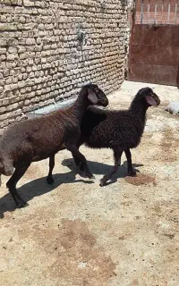 میش بره دار جوان