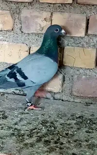 3تا کبوتر نر زدخوددی قلدور بافیلم پرش