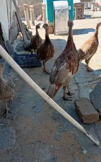 بوقلمون