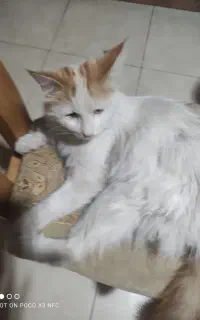 گربه خونگی