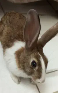 خرگوش