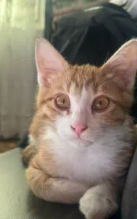 واگذاری گربه رایگان