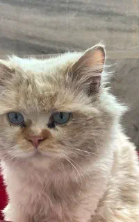 گربه واگذاری