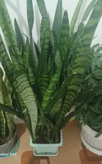 گل های خانگی زیبا
