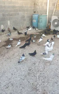 کبوتر همه نمونه قیمت ۱۹تومان،۶۵عدد