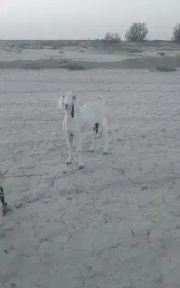 بزجملی سه قلوزا