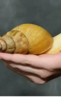 حلزون