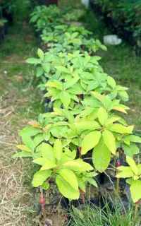 نهال اواکادوی مشکی با طعم پسته