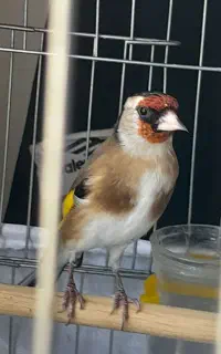 سهره