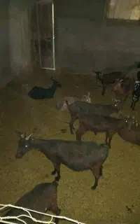 استخدام مرکز اصلاح نژاد بر شیری هجری
