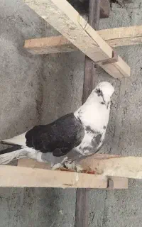 سسلی